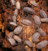 Magazoo Woodhouse - Isopod Pareccea Armadillidium  15