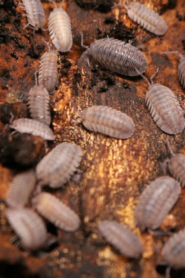 Cloporte - Isopod Armadillidium Peraccae  15