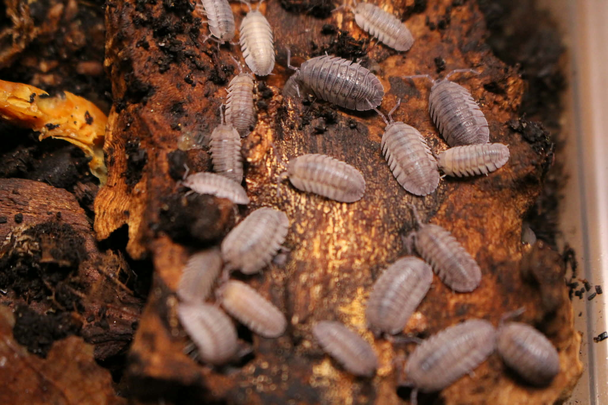 Cloporte - Isopod Pareccea Armadillidium  15