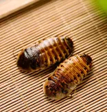 ProBugs Eco-Fresh Dubia Cockroach