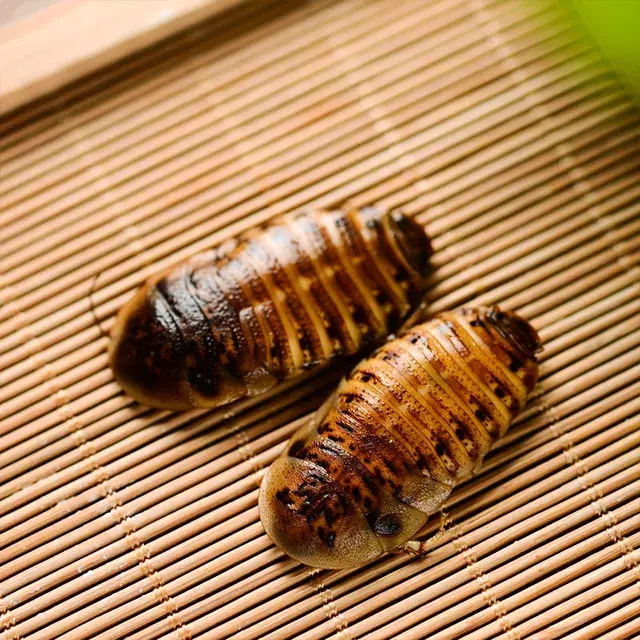 ProBugs Eco-Fresh Dubia Cockroach