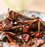 ProBugs  Eco-Fresh Grasshopper