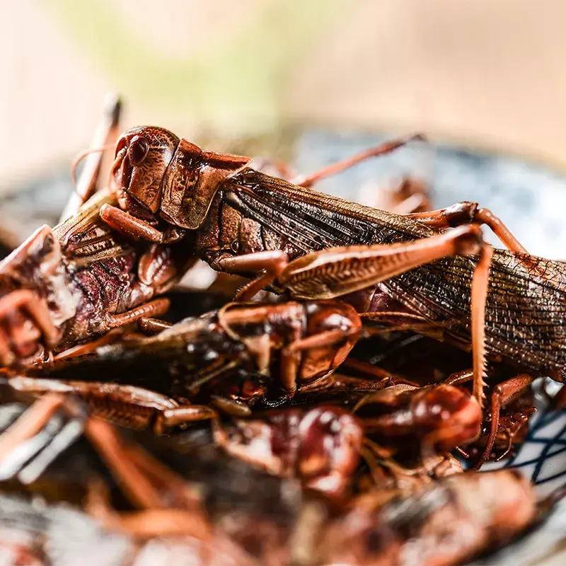 ProBugs PROBUGS PB-GH-15 Sauterelles Eco-Fresh