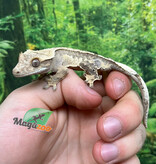 Magazoo Male Juvenile Harlequin Crested gecko #1