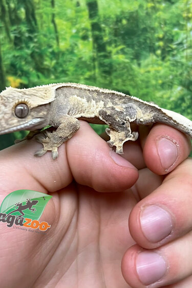 Magazoo Gecko à crête Harlequin #1 Mâle Juvénile