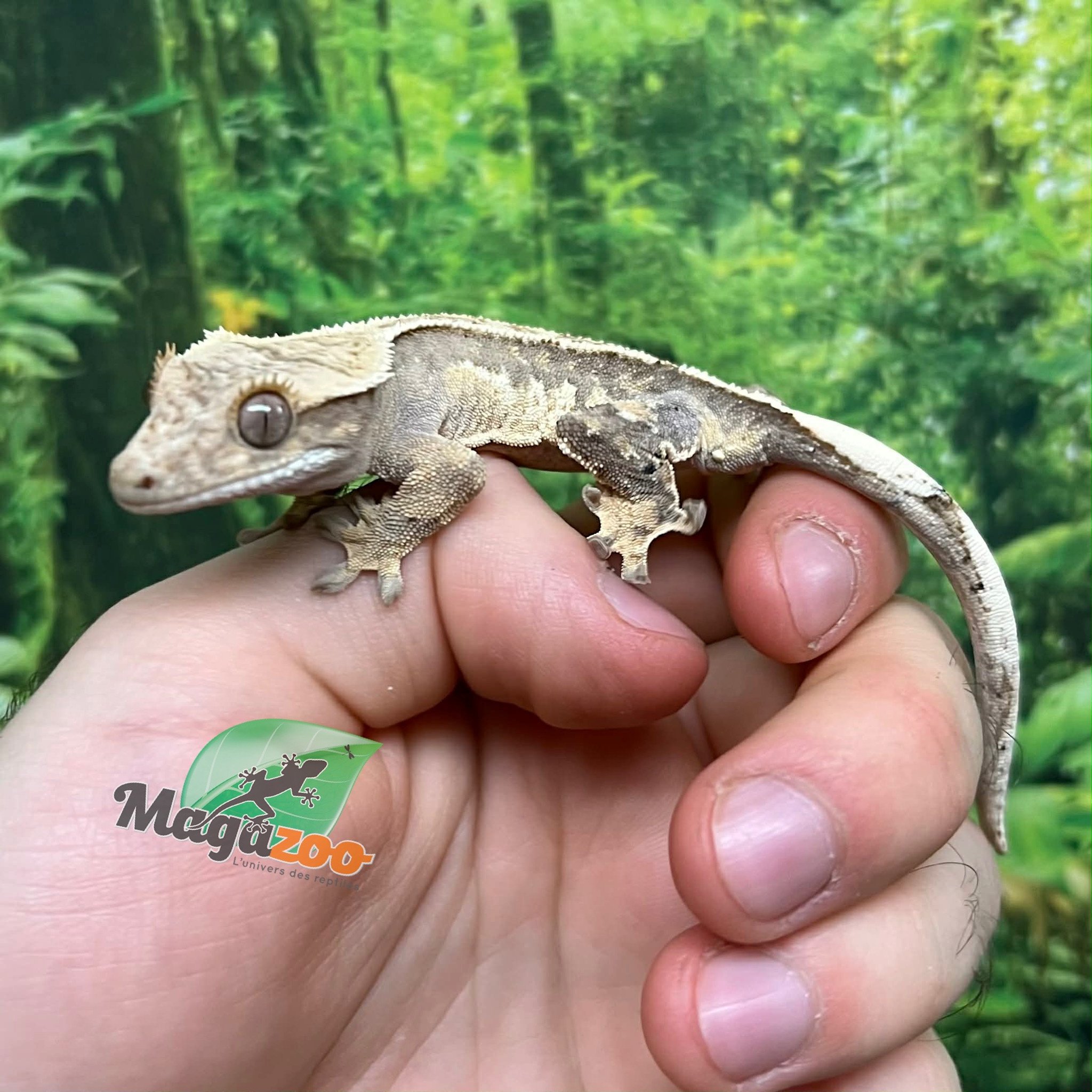 Magazoo Gecko à crête Harlequin #1 Mâle Juvénile