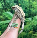 Magazoo Gecko à crête Harlequin #1 Mâle Juvénile