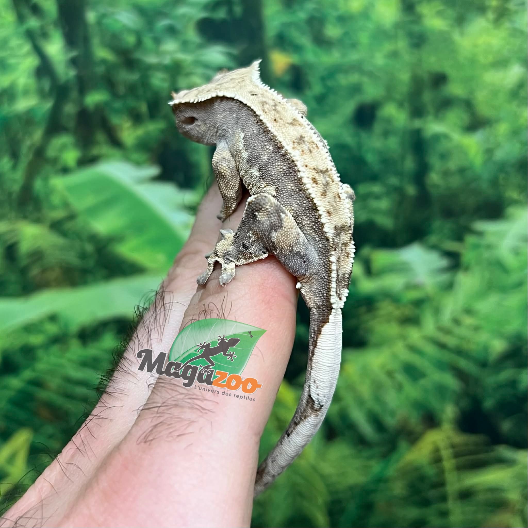 Magazoo Male Juvenile Harlequin Crested gecko #1