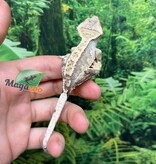 Magazoo Male Juvenile Harlequin Crested gecko #1
