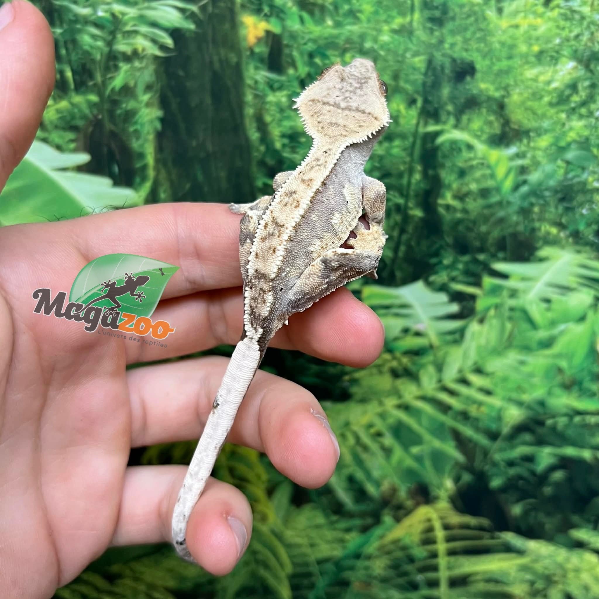 Magazoo Gecko à crête Harlequin #1 Mâle Juvénile