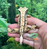 Magazoo Gecko à crête Harlequin #2 Mâle Juvénile