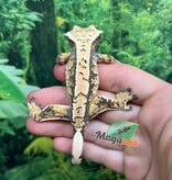 Magazoo Male juvenile Harlequin Crested gecko #2