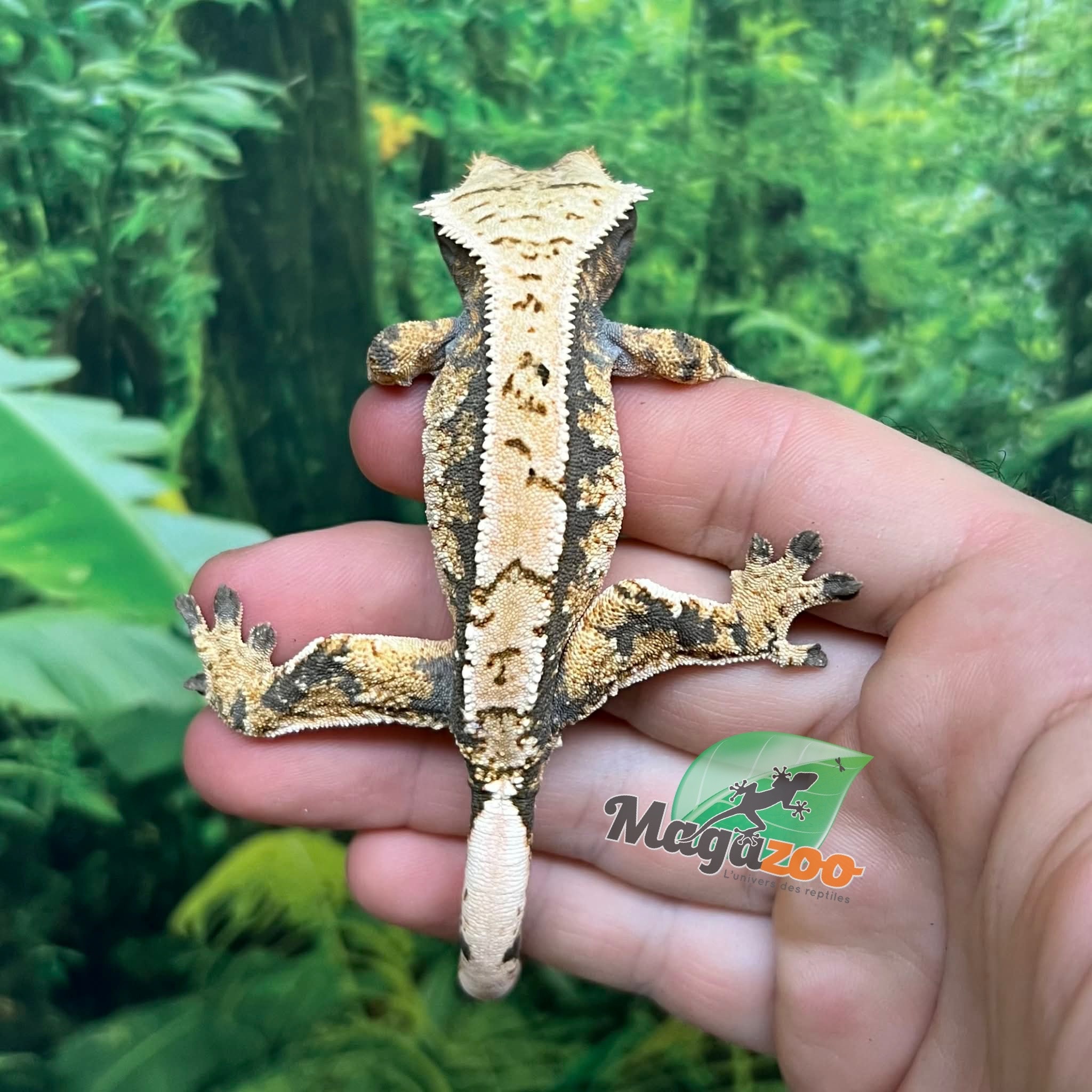 Magazoo Male juvenile Harlequin Crested gecko #2