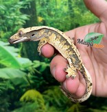 Magazoo Male juvenile Harlequin Crested gecko #2