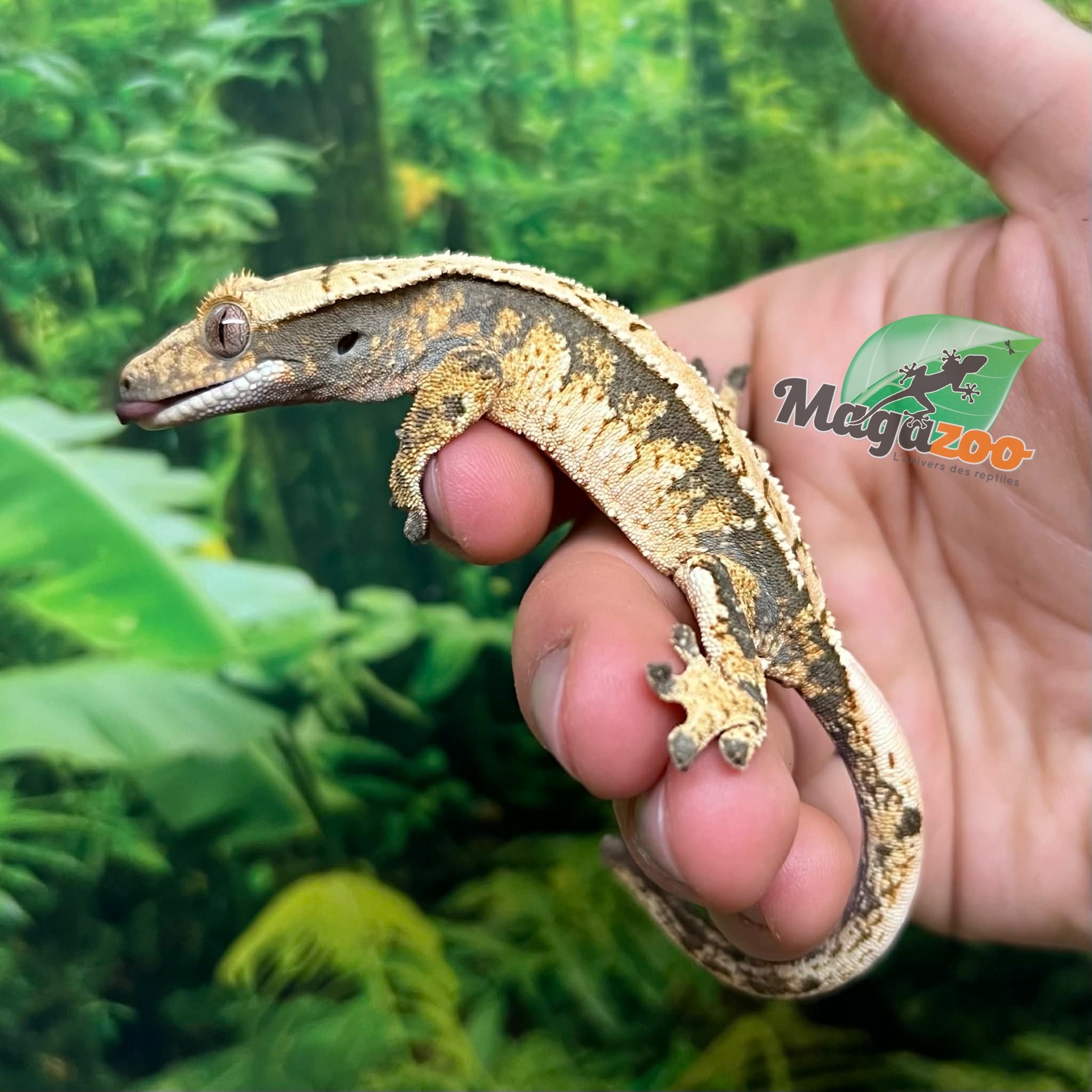 Magazoo Gecko à crête Harlequin #2 Mâle Juvénile