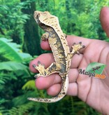 Magazoo Gecko à crête Harlequin #2 Mâle Juvénile