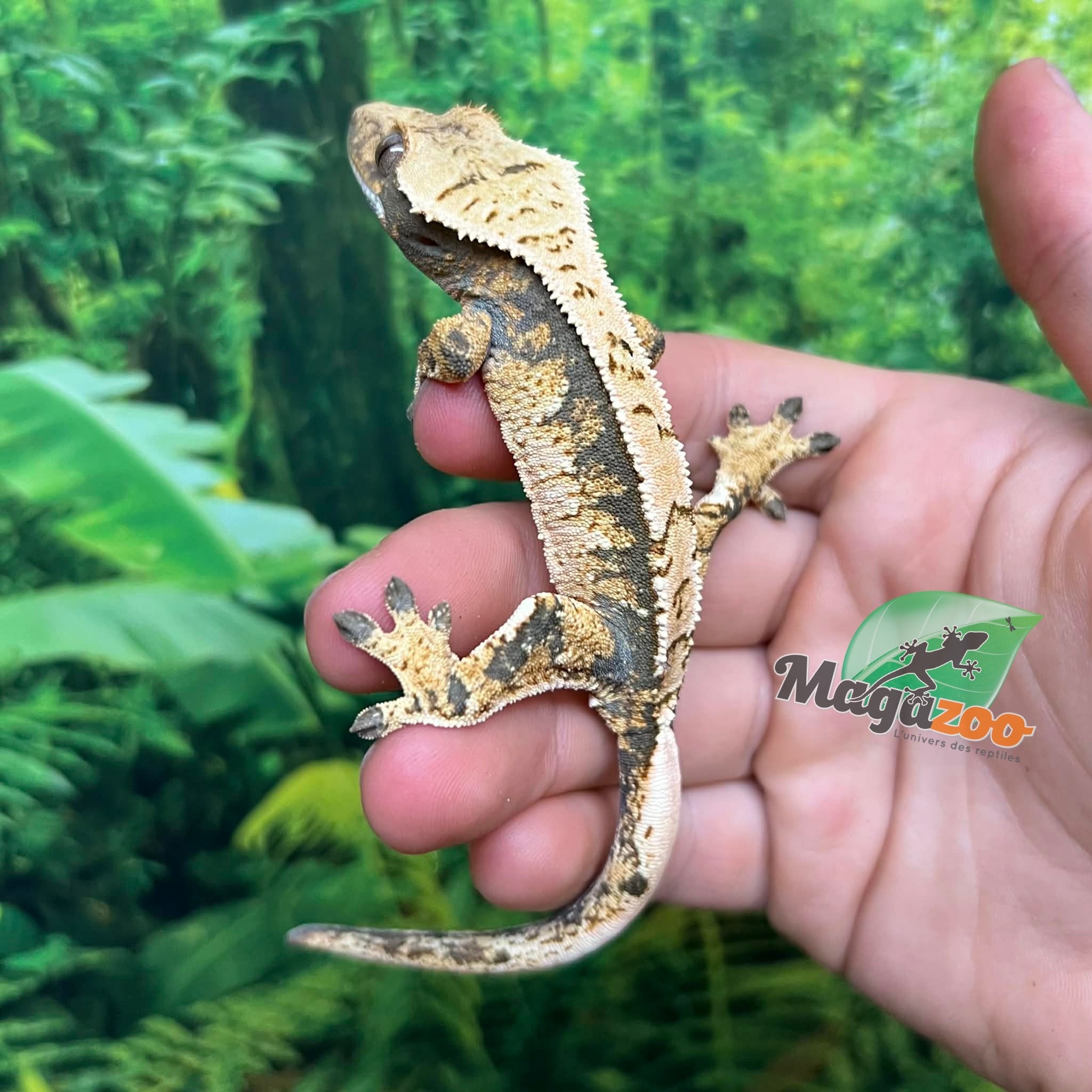 Magazoo Gecko à crête Harlequin #2 Mâle Juvénile