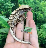 Magazoo Gecko à crête Harlequin #3 Mâle Juvénile