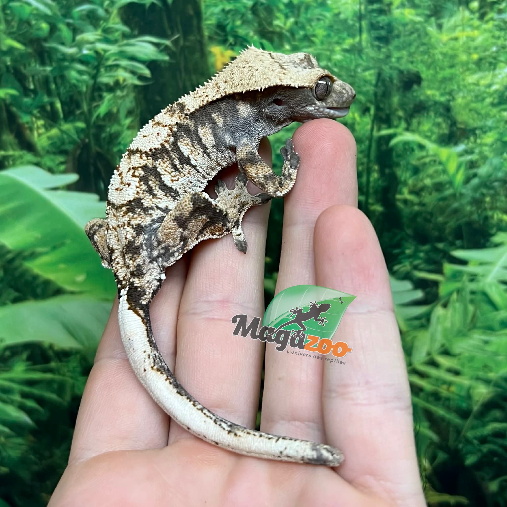 Magazoo Gecko à crête Harlequin #3 Mâle Juvénile