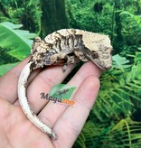 Magazoo Gecko à crête Harlequin #3 Mâle Juvénile