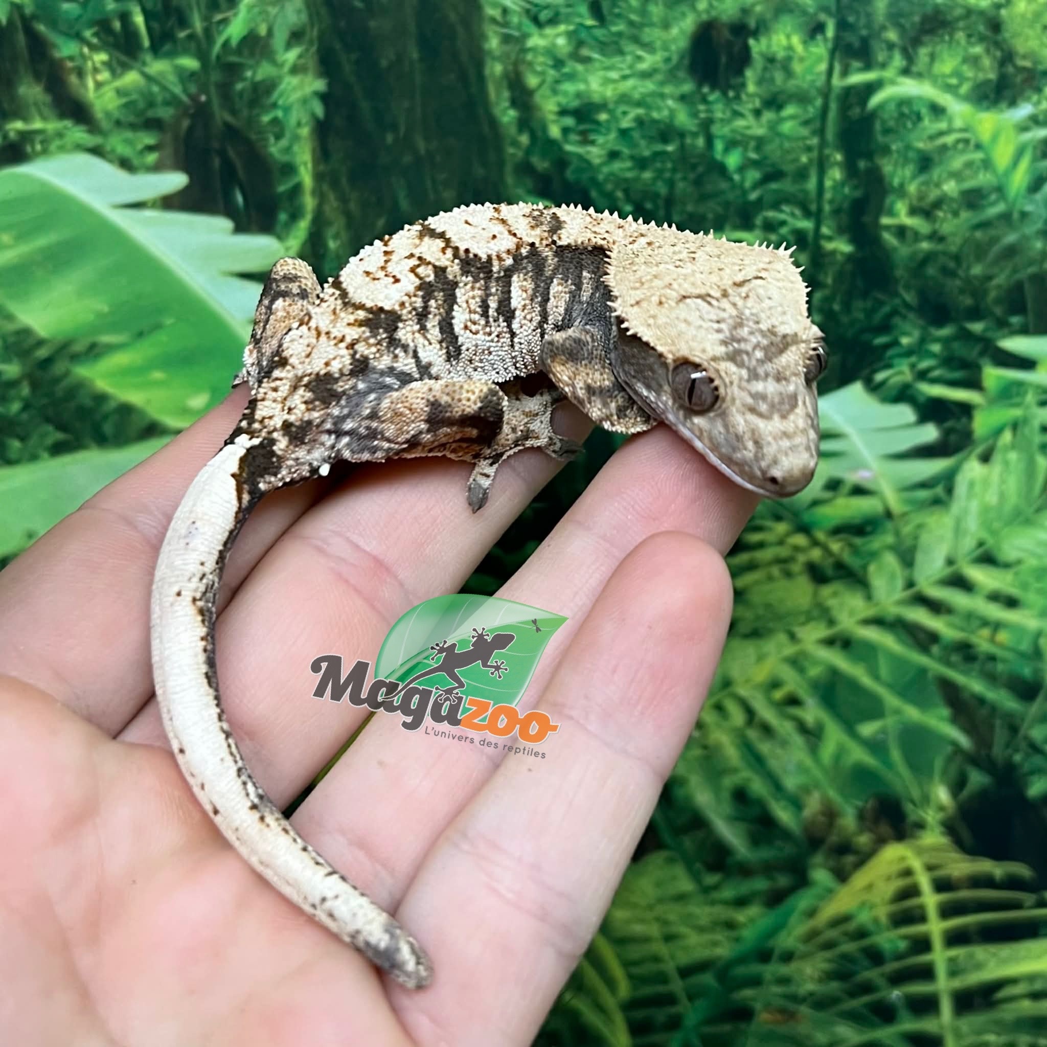 Magazoo Male Juvenile Harlequin Crested gecko #3