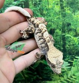 Magazoo Gecko à crête Harlequin #3 Mâle Juvénile