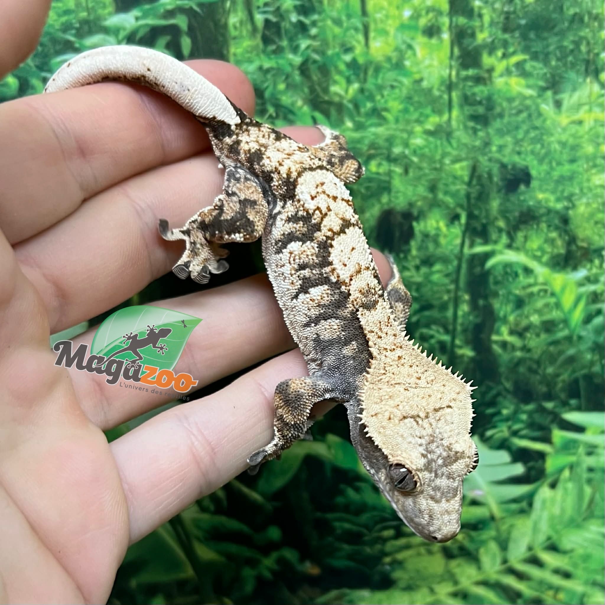 Magazoo Male Juvenile Harlequin Crested gecko #3