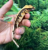 Magazoo Male Juvenile Harlequin Crested gecko #4