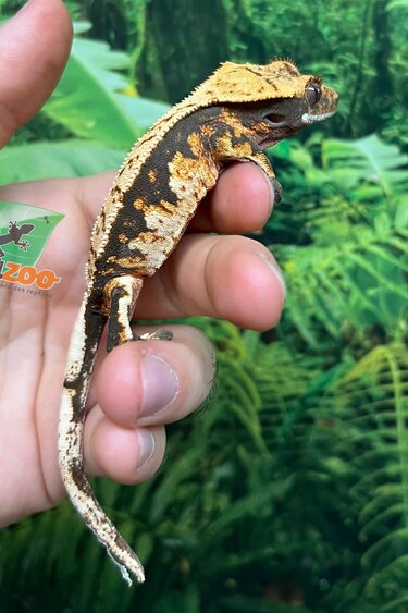 Magazoo Gecko à crête Harlequin #4 Mâle Juvénile