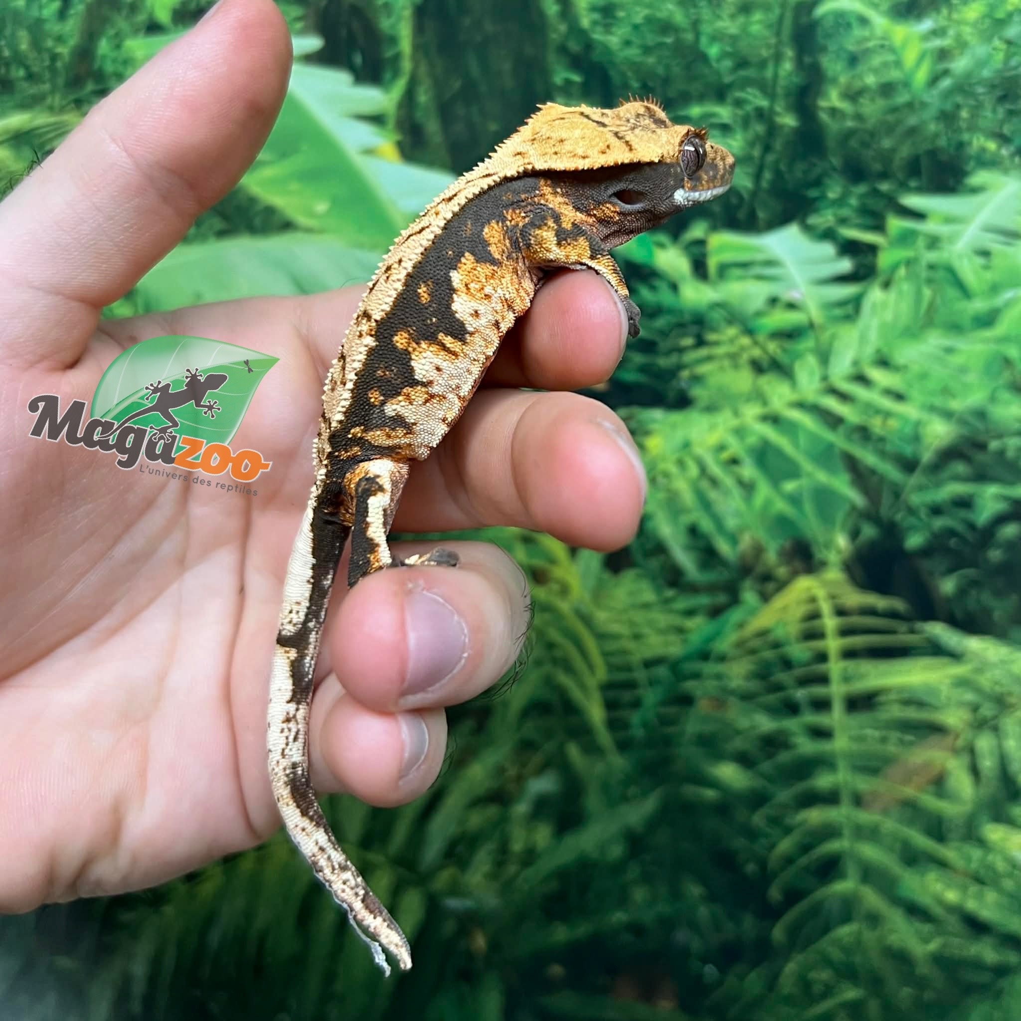 Magazoo Gecko à crête Harlequin #4 Mâle Juvénile