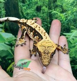 Magazoo Male Juvenile Harlequin Crested gecko #4