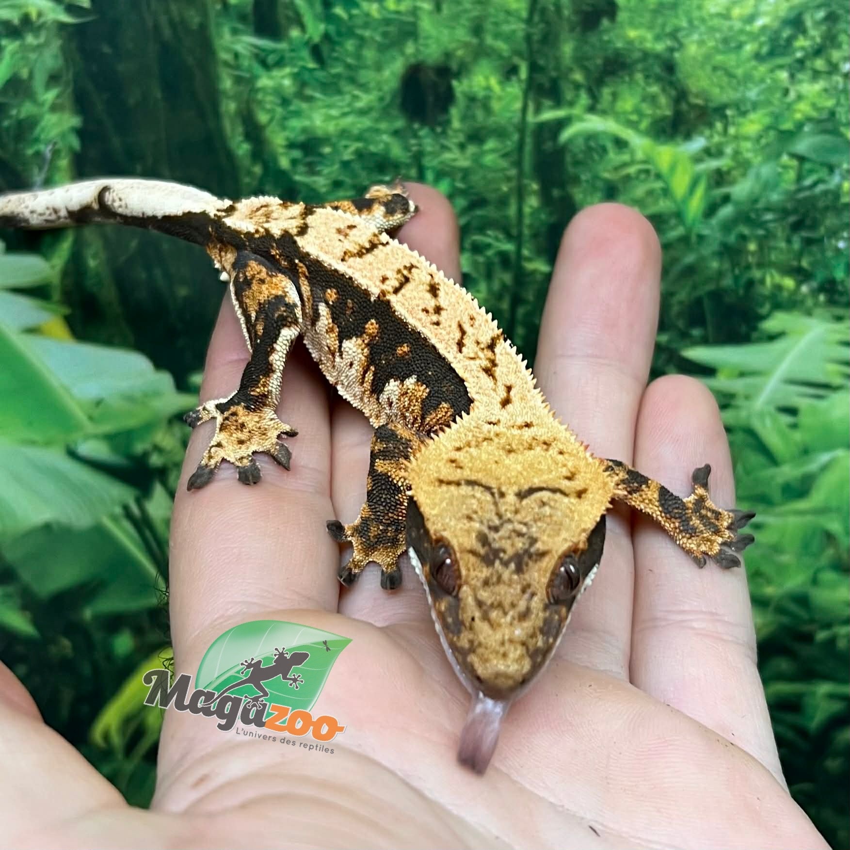 Magazoo Male Juvenile Harlequin Crested gecko #4