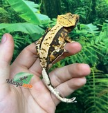 Magazoo Gecko à crête Harlequin #4 Mâle Juvénile