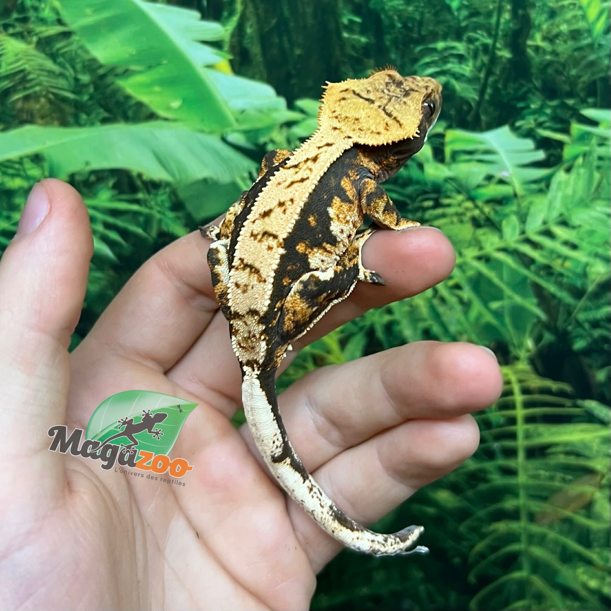 Magazoo Male Juvenile Harlequin Crested gecko #4