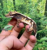 Magazoo Gecko à crête Harlequin #5 Femelle Juvénile