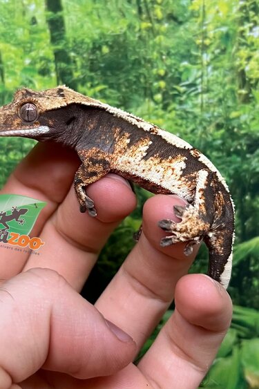 Magazoo Gecko à crête Harlequin #5 Femelle Juvénile