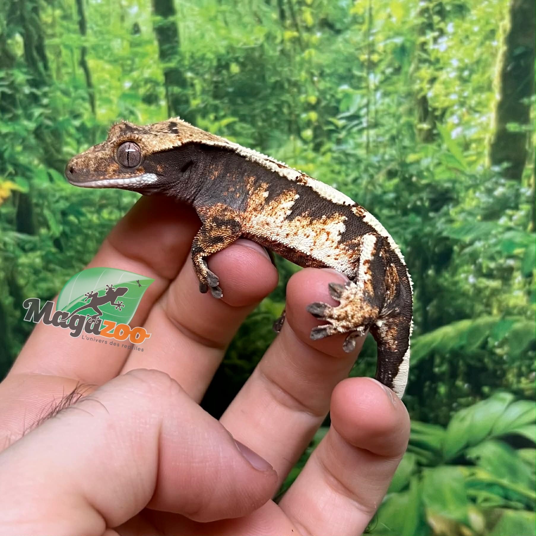 Magazoo Female Juvenile Harlequin Crested gecko #5
