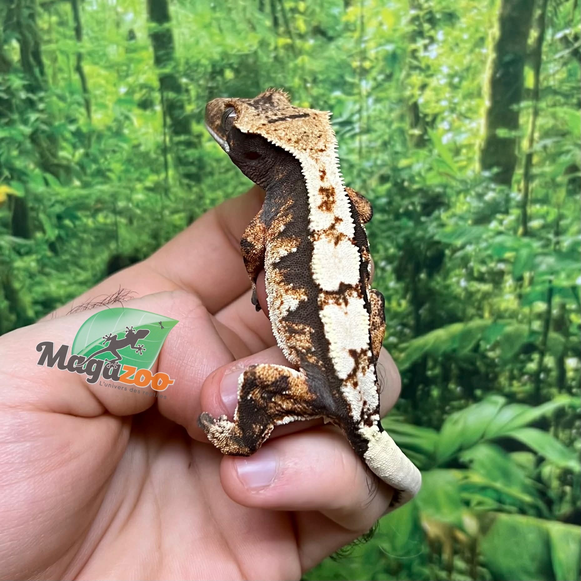 Magazoo Female Juvenile Harlequin Crested gecko #5