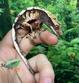 Magazoo Gecko à crête Harlequin #5 Femelle Juvénile