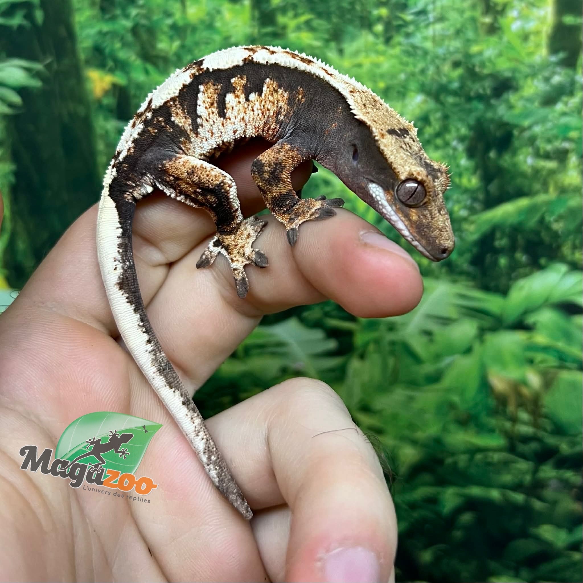 Magazoo Female Juvenile Harlequin Crested gecko #5