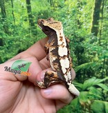 Magazoo Gecko à crête Harlequin #5 Femelle Juvénile