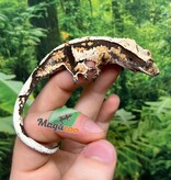 Magazoo Male Juvenile Harlequin Crested gecko #6