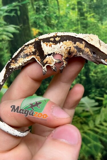 Magazoo Male Juvenile Harlequin Crested gecko #6