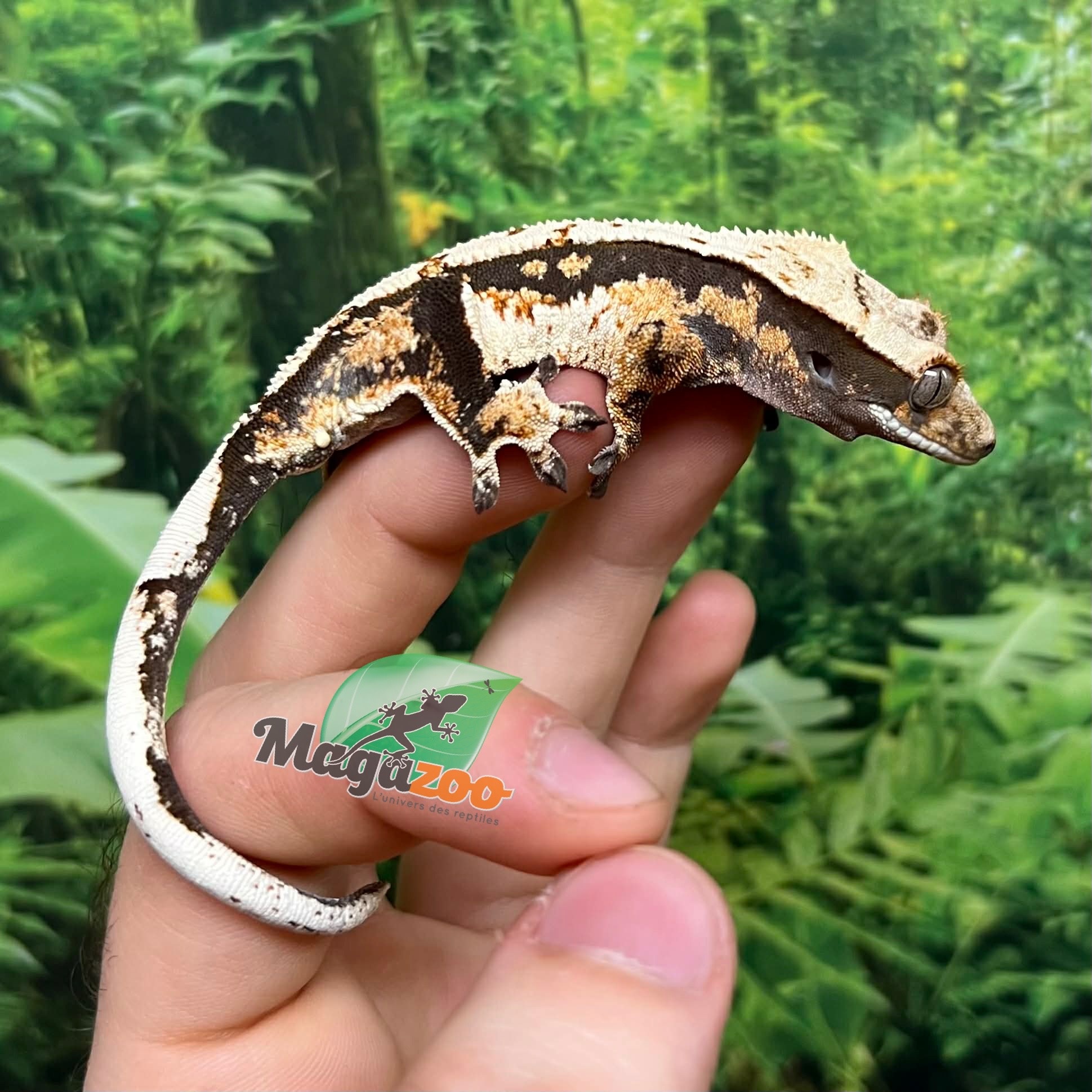 Magazoo Male Juvenile Harlequin Crested gecko #6