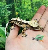 Magazoo Gecko à crête Harlequin #6 Mâle Juvénile