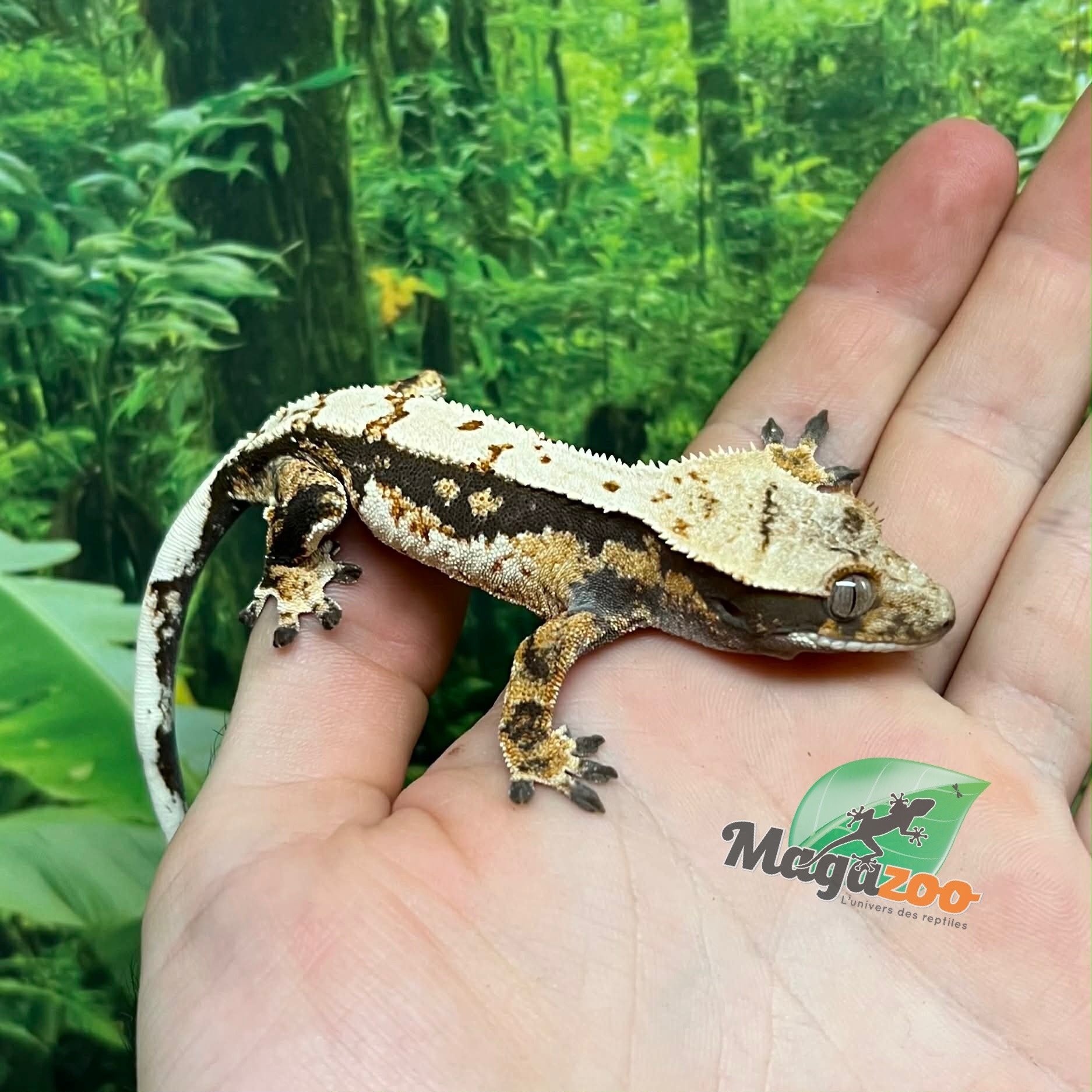 Magazoo Gecko à crête Harlequin #6 Mâle Juvénile