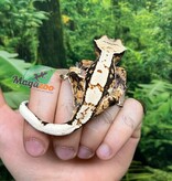 Magazoo Male Juvenile Harlequin Crested gecko #6