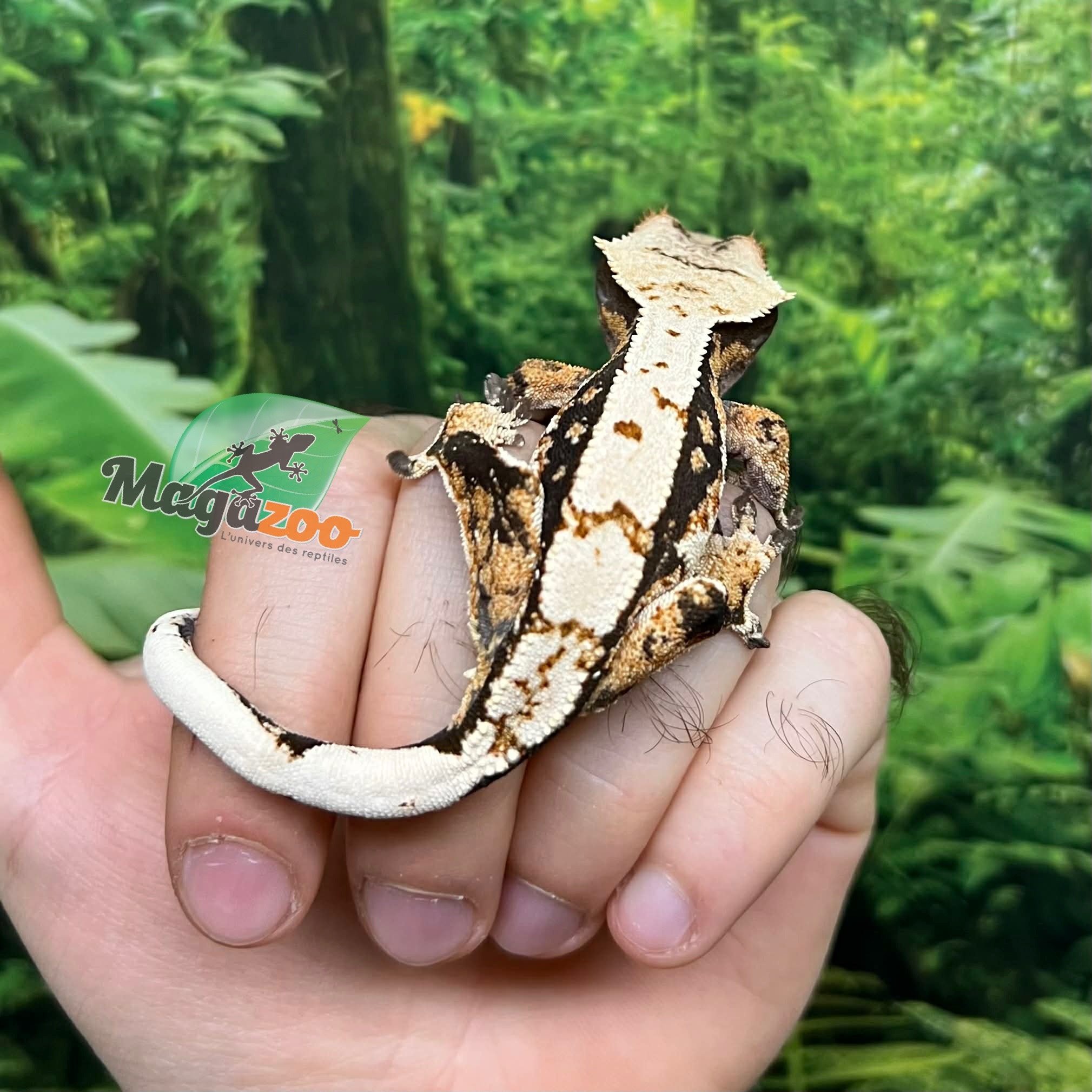 Magazoo Gecko à crête Harlequin #6 Mâle Juvénile