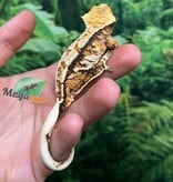 Magazoo Gecko à crête Harlequin Tricolore  #1 Mâle Juvénile