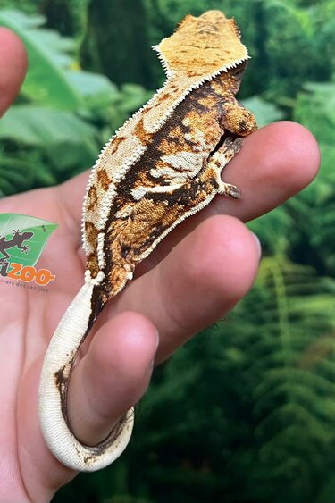 Magazoo Male Juvenile Harlequin, tricolor, Crested gecko #1